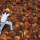 palm oil fruit